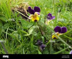 Attēlu rezultāti vaicājumam “Viola x williamsii”