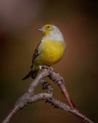 Image result for Carduelis citrinella