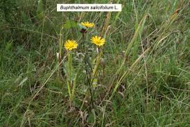 Image result for Buphthalmum salicifolium