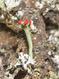 Attēlu rezultāti vaicājumam “Cladonia botrytes”
