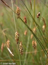Attēlu rezultāti vaicājumam “Carex limosa fruit”