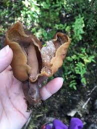 Attēlu rezultāti vaicājumam “Gyromitra infula”