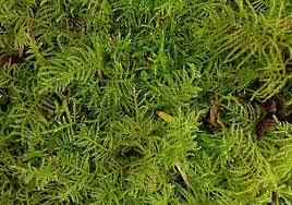 Attēlu rezultāti vaicājumam “Eurhynchium praelongum”