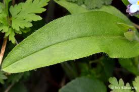 Attēlu rezultāti vaicājumam “Myosotis sparsiflora leaf”