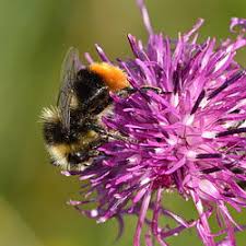 Attēlu rezultāti vaicājumam “Bombus lapidarius”