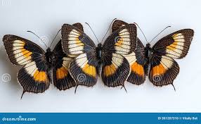 Attēlu rezultāti vaicājumam “Erebia ligea”