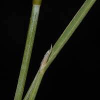 Attēlu rezultāti vaicājumam “Alopecurus aequalis leaf”