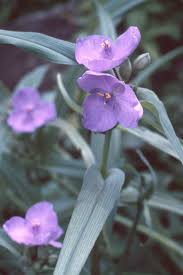 Attēlu rezultāti vaicājumam “Tradescantia virginiana flower”