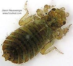 Attēlu rezultāti vaicājumam “Gomphidae”