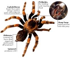 Attēlu rezultāti vaicājumam “Arachnida”