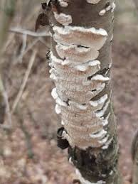 Attēlu rezultāti vaicājumam “Irpex lacteus”