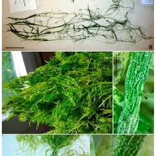 Attēlu rezultāti vaicājumam “Chara filiformis”