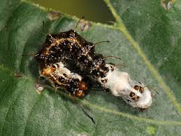 Attēlu rezultāti vaicājumam “Acronicta alni larva”