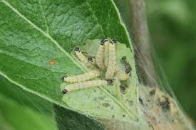 Attēlu rezultāti vaicājumam “Yponomeuta evonymella larva”
