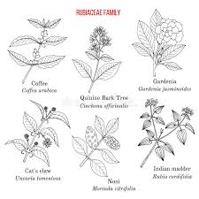 Attēlu rezultāti vaicājumam “Rubiaceae”