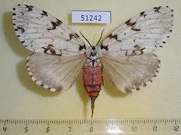 Attēlu rezultāti vaicājumam “Lymantria monacha imago”