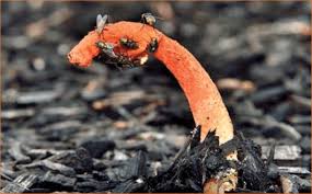 Attēlu rezultāti vaicājumam “Mutinus caninus”