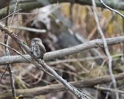 Attēlu rezultāti vaicājumam “Glaucidium passerinum adult”