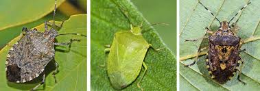 Attēlu rezultāti vaicājumam “Pentatomidae”