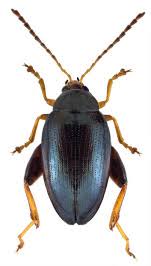 Attēlu rezultāti vaicājumam “Glischrochilus grandis”