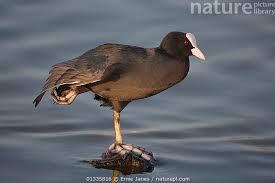 Attēlu rezultāti vaicājumam “Fulica atra”