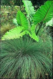 Attēlu rezultāti vaicājumam “Juncus inflexus”