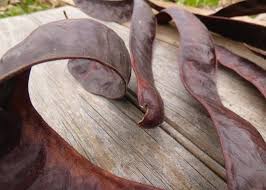 Attēlu rezultāti vaicājumam “Gleditsia triacanthos fruit”