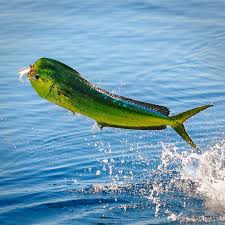 Image result for Coryphaena hippurus