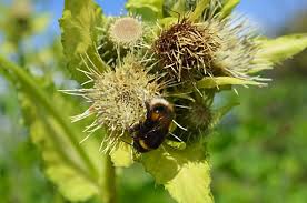 Attēlu rezultāti vaicājumam “Cirsium oleraceum leaf”