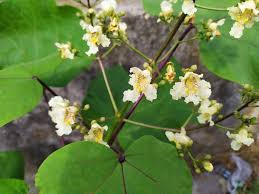 Attēlu rezultāti vaicājumam “Catalpa ovata flower”