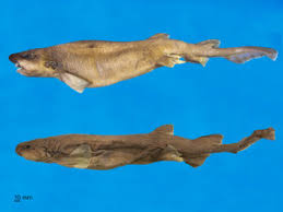 Image result for Ginglymostoma unami