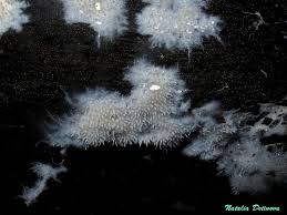 Attēlu rezultāti vaicājumam “Hydnocristella himantia”