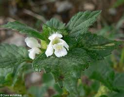 Attēlu rezultāti vaicājumam “Galeopsis tetrahit flower”