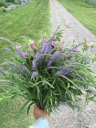 Attēlu rezultāti vaicājumam “Veronica spicata flower”