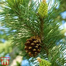 Attēlu rezultāti vaicājumam “Pinus sylvestris fruit”