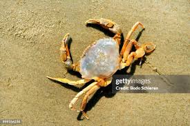 Image result for Carcinus maenas