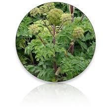 Attēlu rezultāti vaicājumam “Angelica archangelica fruit”