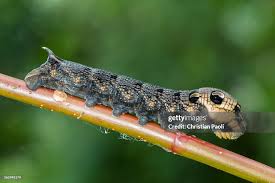 Attēlu rezultāti vaicājumam “Deilephila elpenor larva”