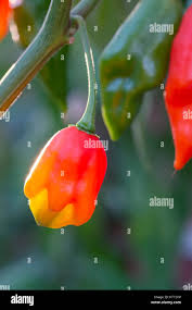 Afbeeldingsresultaat voor paper lantern hot pepper