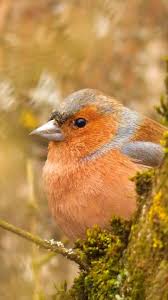 Attēlu rezultāti vaicājumam “Fringilla coelebs nest”