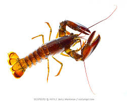 Image result for Homarus americanus