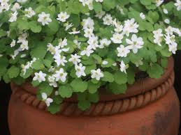 Attēlu rezultāti vaicājumam “Isopyrum thalictroides fruit”