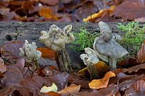 Attēlu rezultāti vaicājumam “Pseudocraterellus”