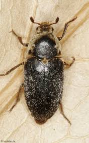 Attēlu rezultāti vaicājumam “Dermestidae”