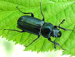 Attēlu rezultāti vaicājumam “Platycerus caraboides”