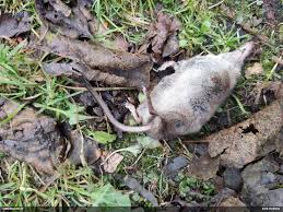 Attēlu rezultāti vaicājumam “Sorex sp.”