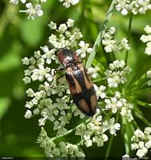 Attēlu rezultāti vaicājumam “Selatosomus cruciatus”