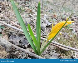 Attēlu rezultāti vaicājumam “Colchicum luteum”