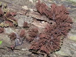 Attēlu rezultāti vaicājumam “Stemonitis sp.”