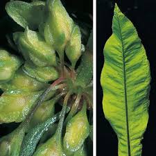 Attēlu rezultāti vaicājumam “Rumex hydrolapathum leaf”